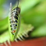 Profile picture of jazrev